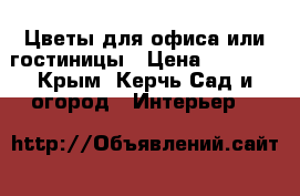 Цветы для офиса или гостиницы › Цена ­ 7 000 - Крым, Керчь Сад и огород » Интерьер   